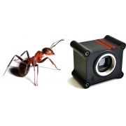 SIL-Ant-Cam